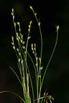 Brownish sedge